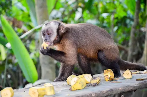 10 Maravillosos Lugares Turísticos de la Selva Peruana 11 Fauna de la selva peruana
