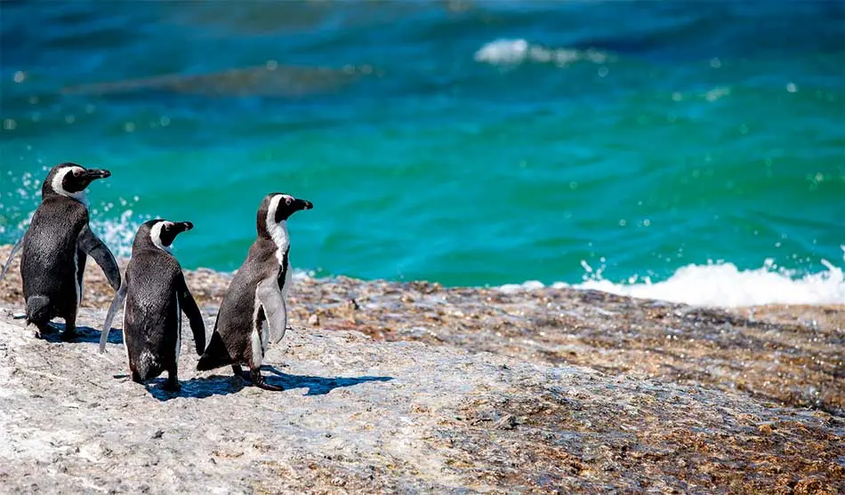 10 mejores lugares turísticos de la costa peruana 7 mejores lugares turisticos de la costa Reserva Nacional de Paracas