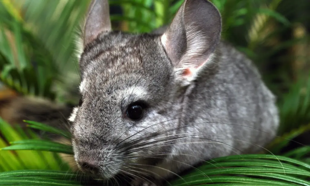 Chinchilla