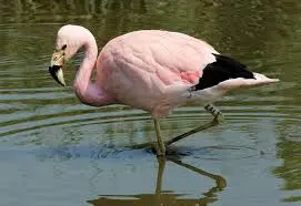 Parihuana