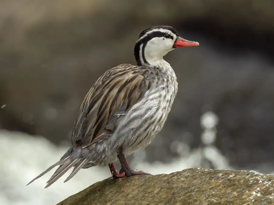 Pato de los torrentes