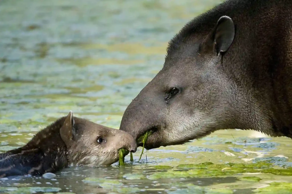 Tapir amazonico