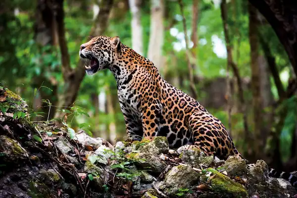 animales nativos del peru leyendas