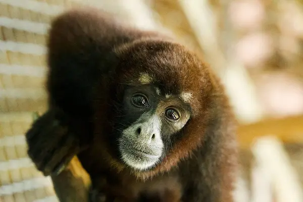 animales nativos del peru peligro de