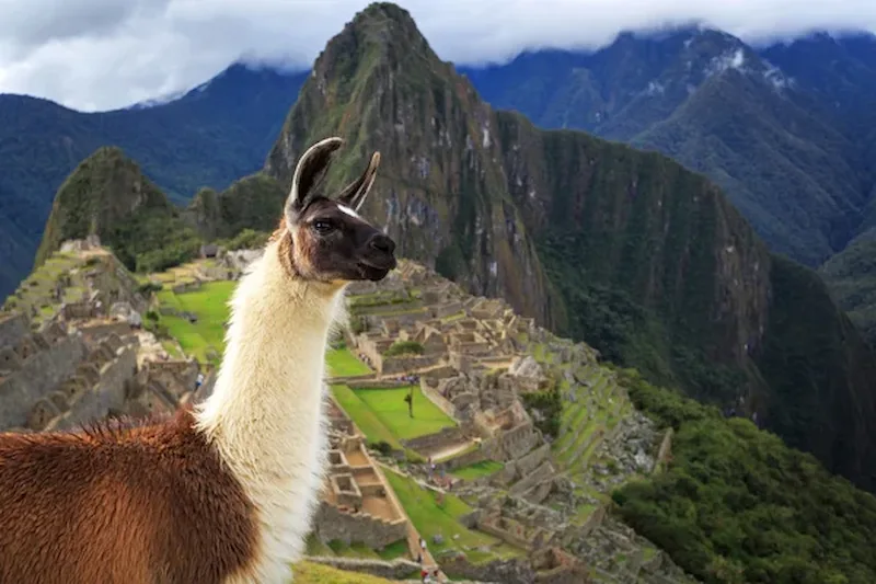 Llama en Machu Picchu