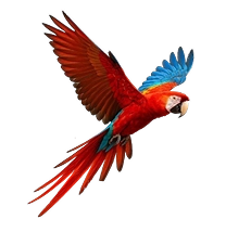 Huacamayo 1
