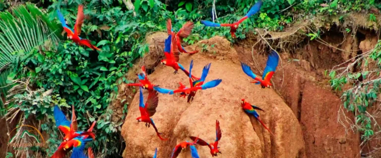 Tour Tambopata 4 días
