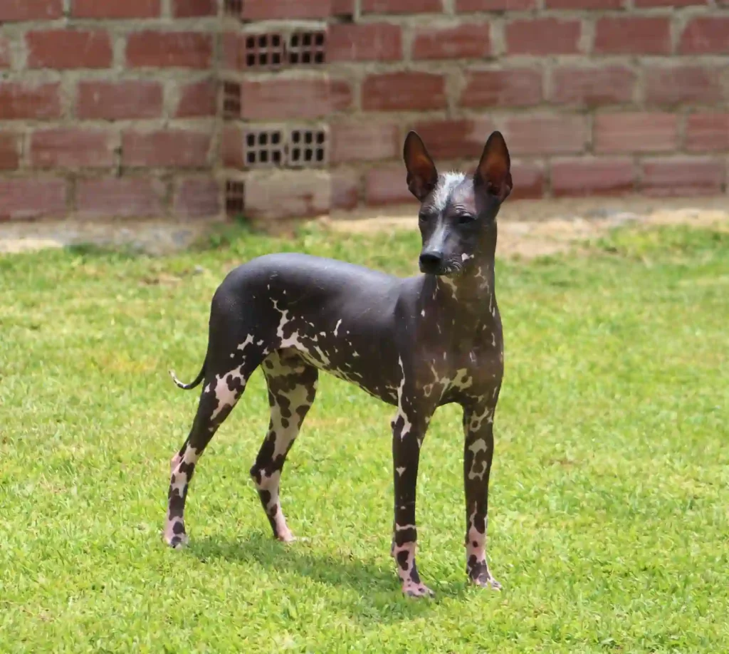 10 caracteristicas de la raza de perro peruano