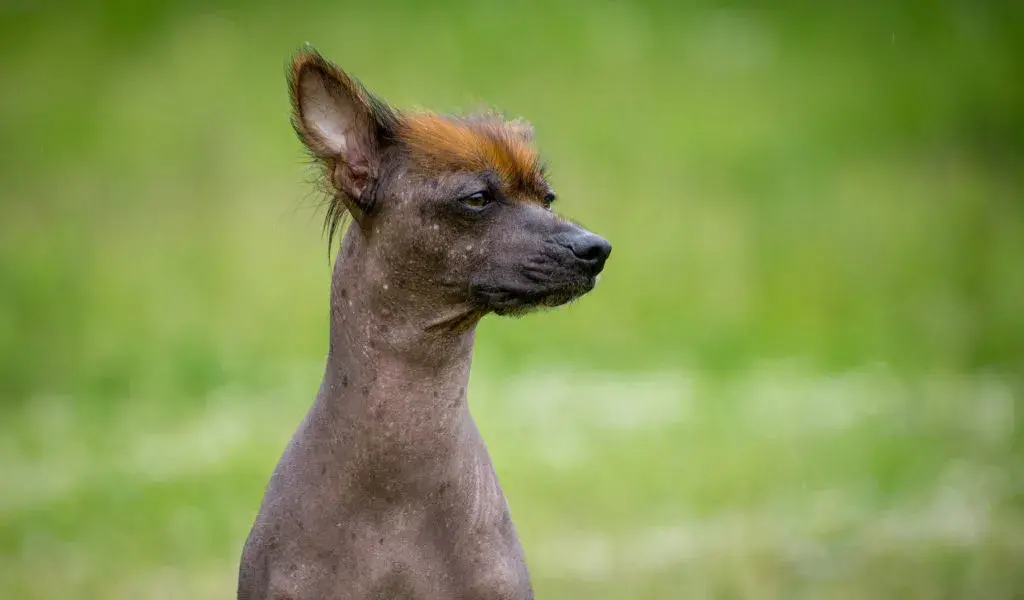 Como se llama el perro de raza peruana y por que es tan famoso
