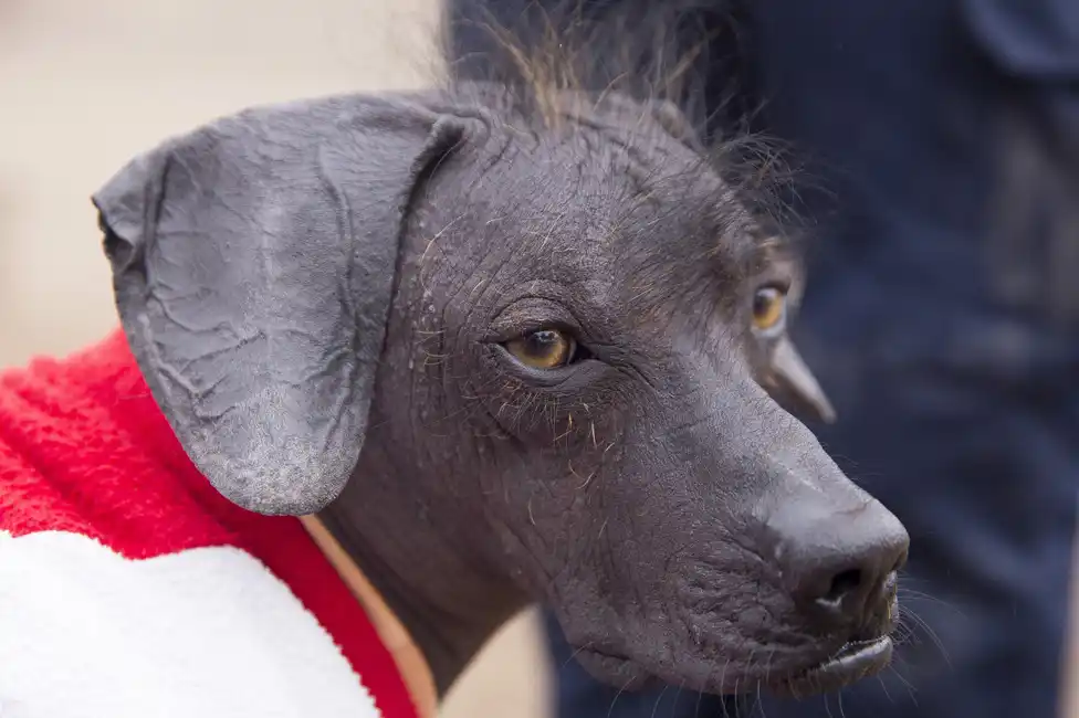 Por que la raza de perro peruano es considerada un simbolo cultural del pais