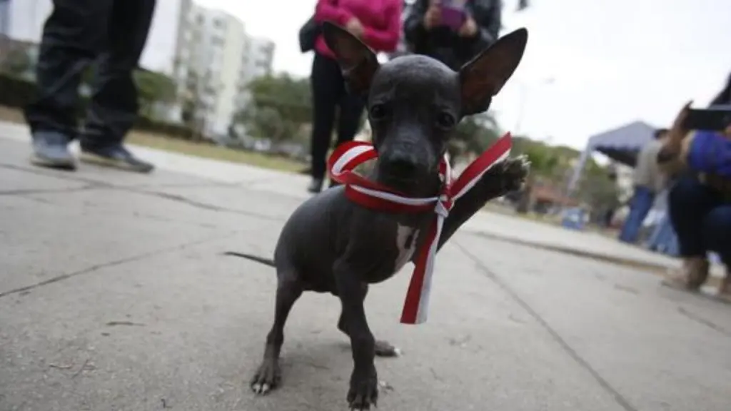 Que razas de perros hay en Peru y cuales son originarias del pais