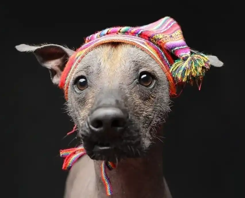 raza de perro peruano