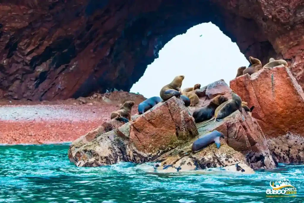 Paracas para escapadas cortas y naturaleza