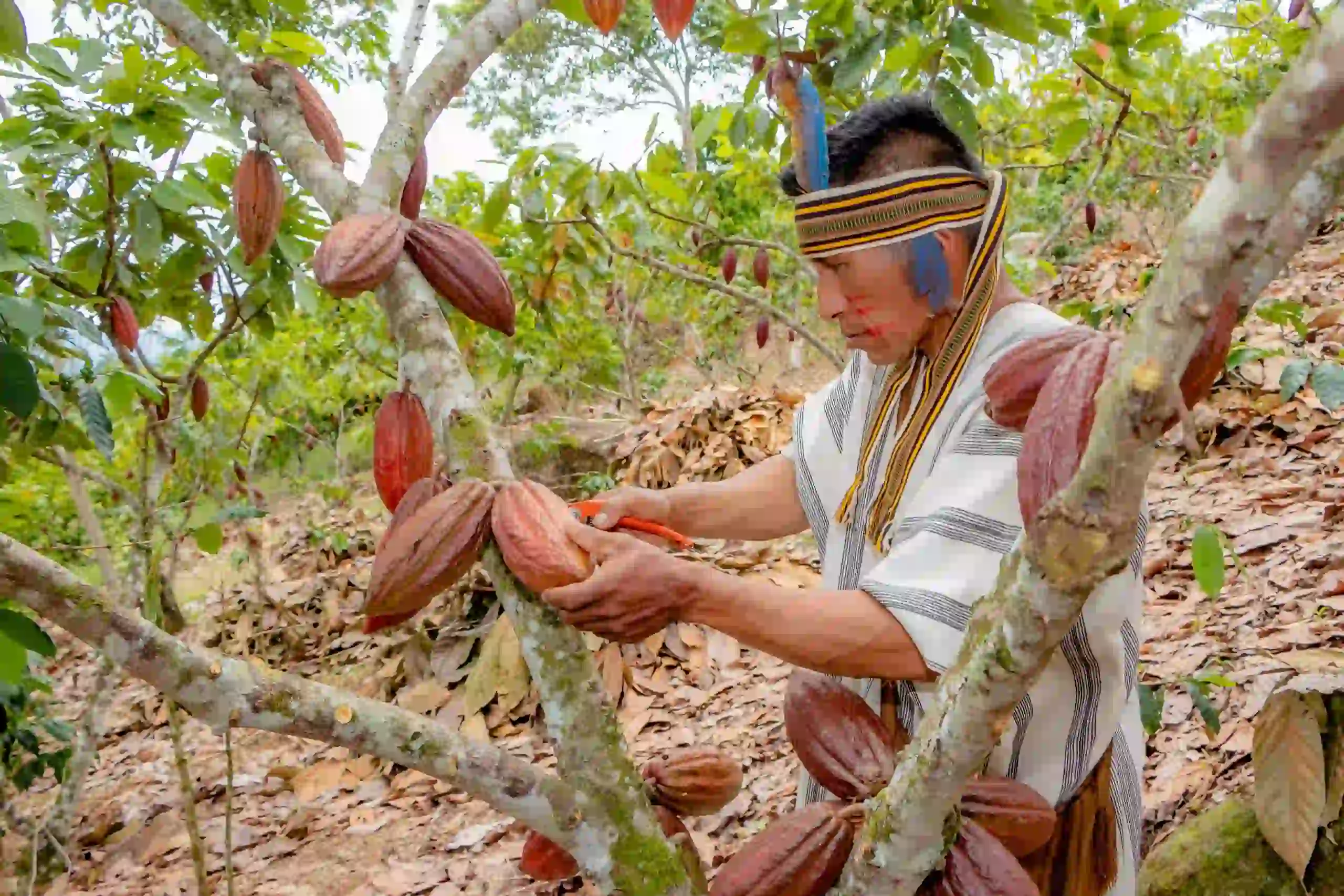 Extras de la Ceremonia del cacao y Machu Picchu