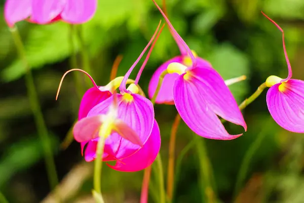 Orquídeas y vegetación del bosque nuboso